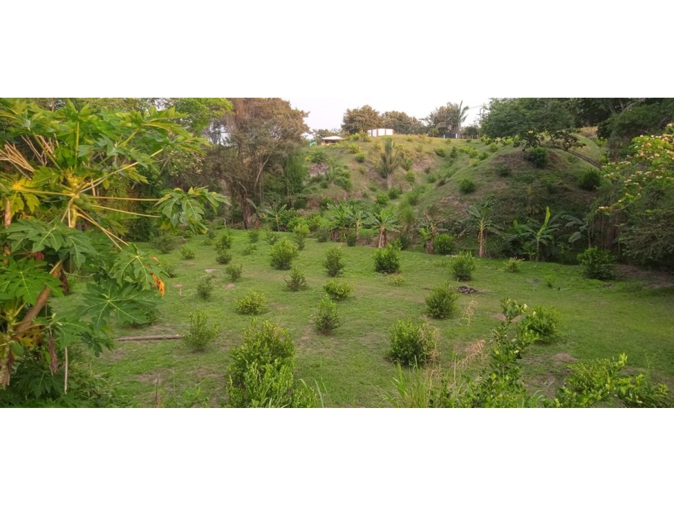 Vendo Finca en el Guamo 18 Hectareas - 6