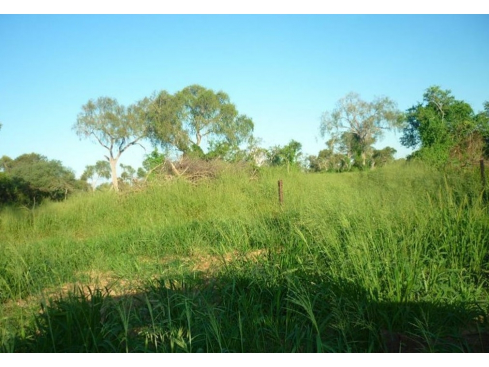 5.000 HAS AGROGANADERAS en TTE. PICCO, ALTO CHACO - 6