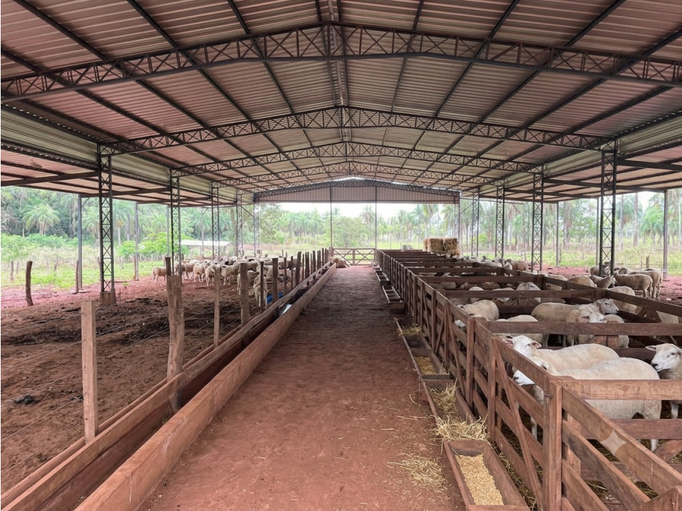 50 Has Estancia Ovina en Piribebuy, a 5,5 km de Ruta Nueva - 1