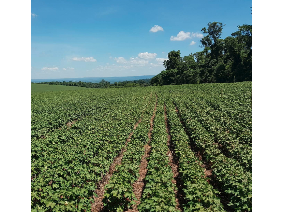 100 has. campo agricola en Tavai,Caazapa. - 1