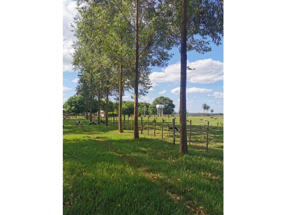 Vendemos 576 has. de campo a 14 km de Santaní, en San Pedro - 4