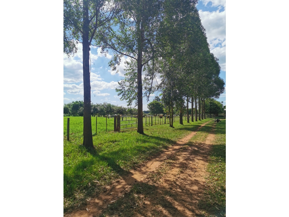 Vendemos 576 has. de campo a 14 km de Santaní, en San Pedro - 3