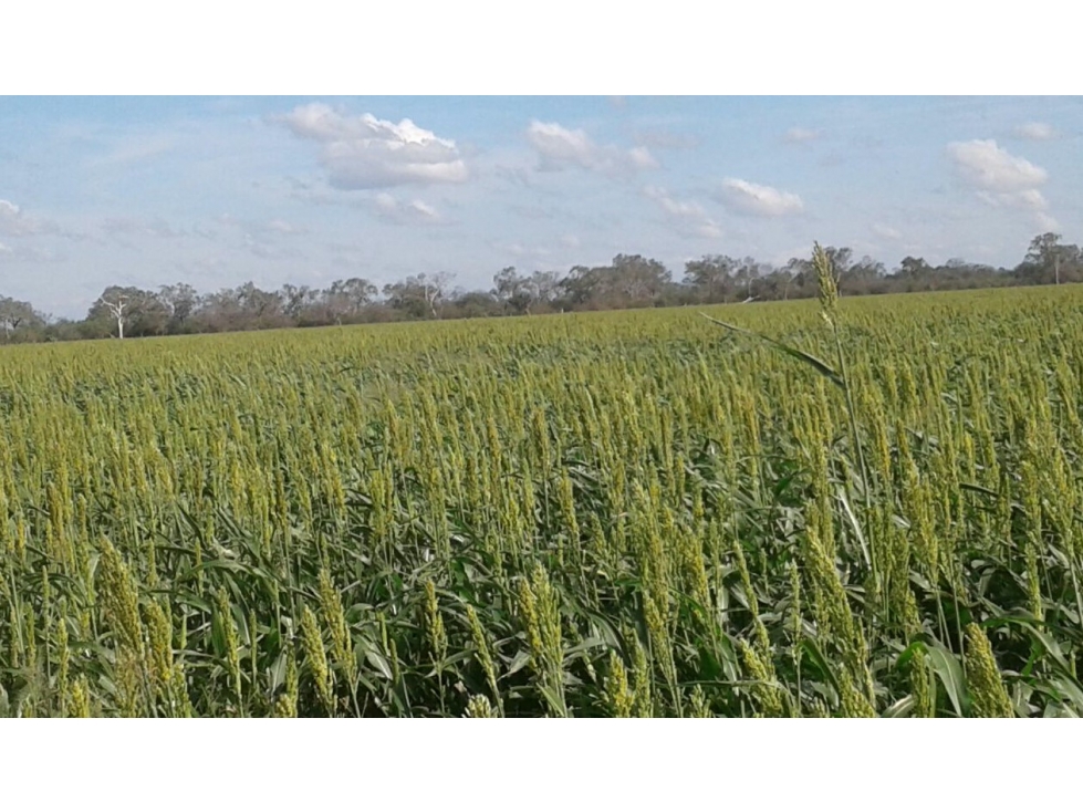 5.000 HAS AGROGANADERAS en TTE. PICCO, ALTO CHACO - 5