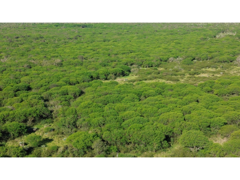 16.850 has. ganaderas en bajo Chaco a 1,5 horas de Asunción - 4