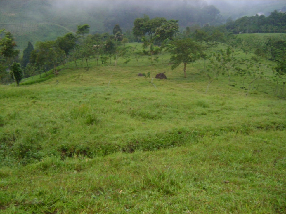 VENTA FINCA GANADERA SECTOR LA MANUELA — foto 4