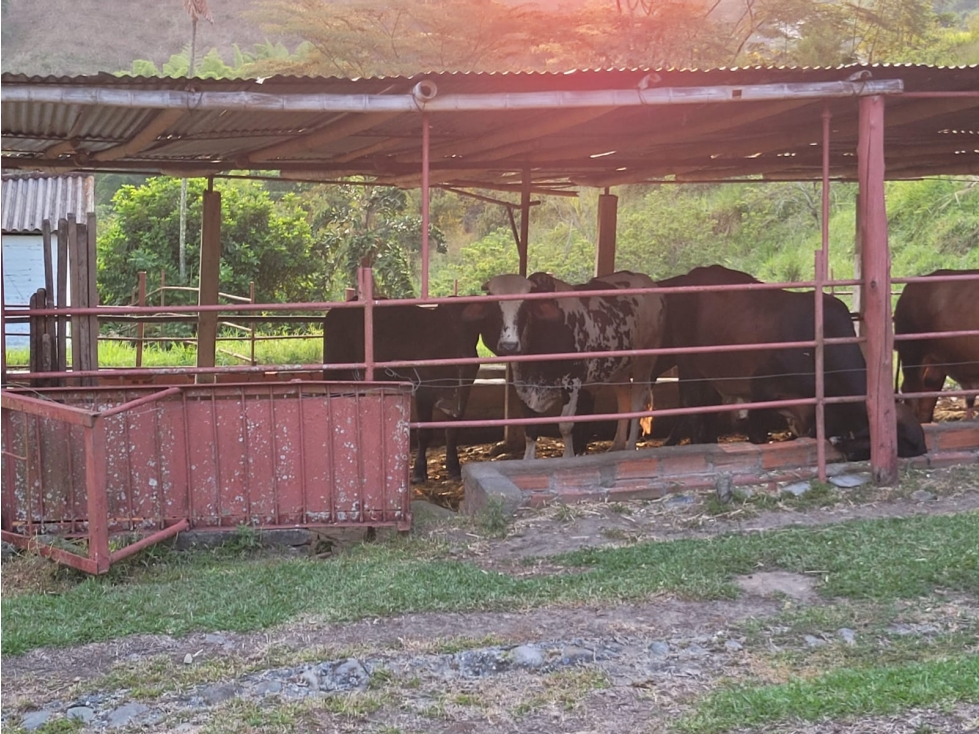 VENTA FINCA GANADERA SECTOR LA MANUELA — foto 2