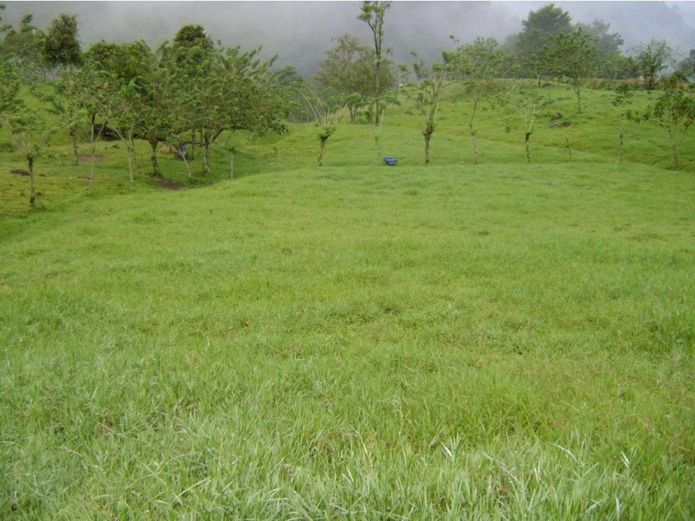 VENTA FINCA GANADERA SECTOR LA MANUELA — foto 6