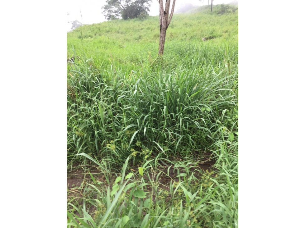 SE VENDE FINCA EN CHAGUANI CUNDINAMARCA - 5