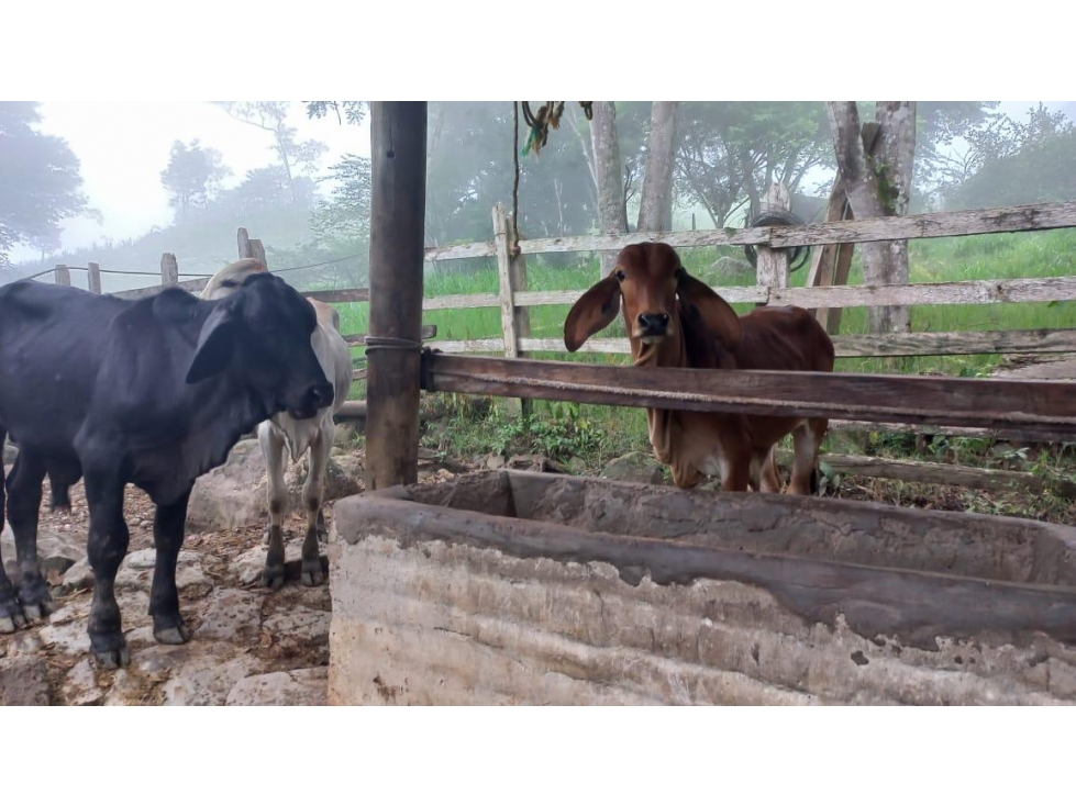 SE VENDE FINCA EN CHAGUANI CUNDINAMARCA - 6
