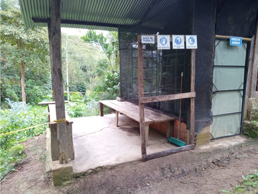 Se vende hermosa finca con producción de follaje - 3