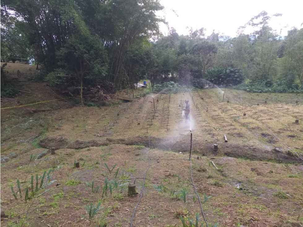 Se vende hermosa finca con producción de follaje - 5