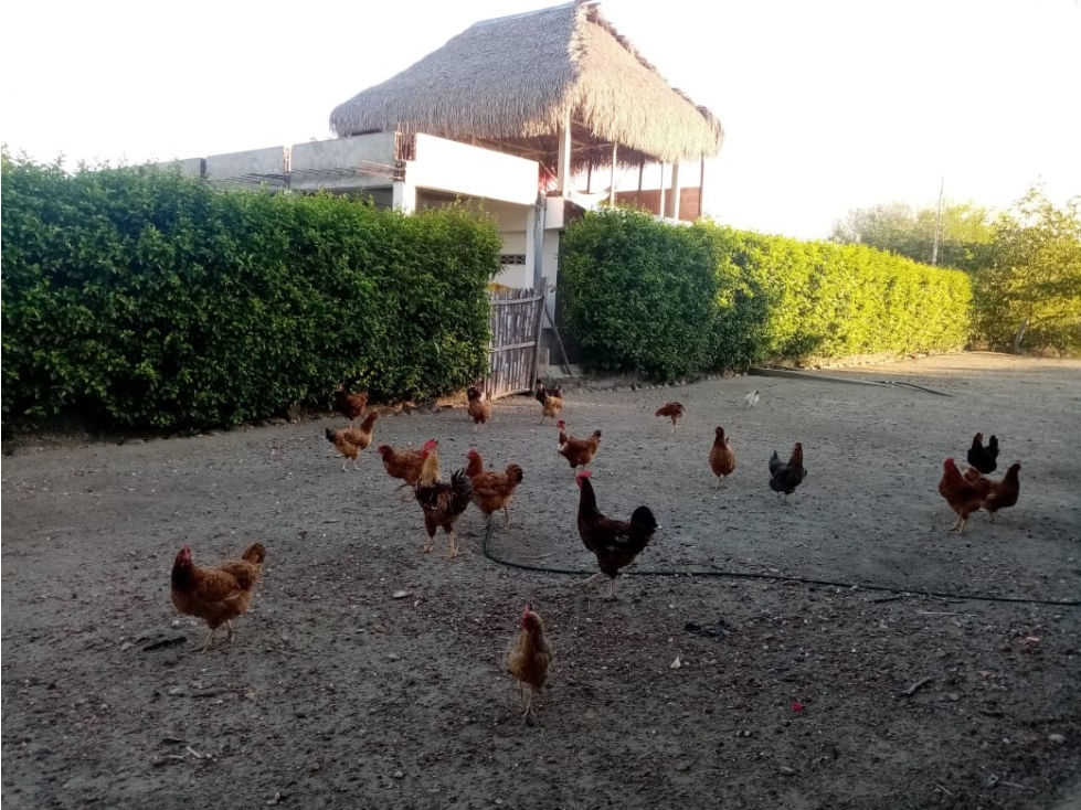 EN VENTA FINCA DE RECREO NATAGAIMA TOLIMA COLOMBIA - 6