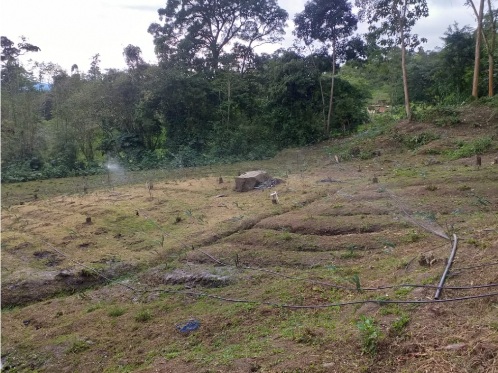 Se vende hermosa finca con producción de follaje - 6