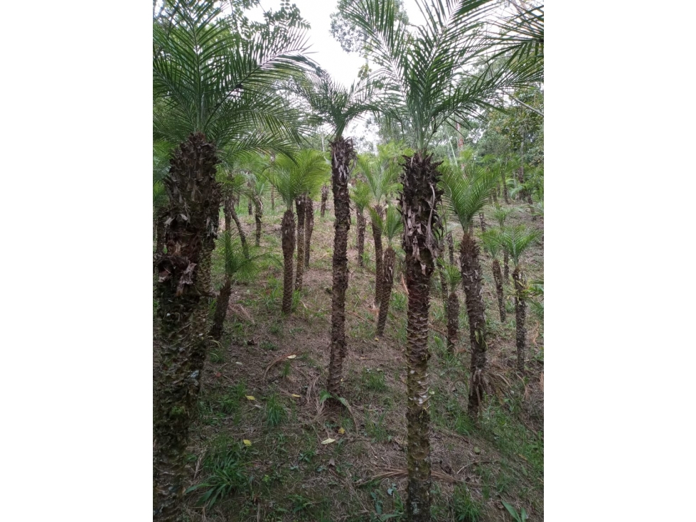 Se vende hermosa finca con producción de follaje - 1