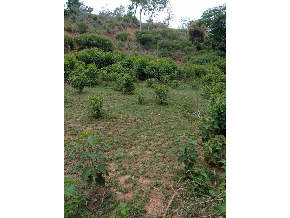 Espectaculares Lotes para Fincas de Recreo y Descanso-Sopetrán — foto 3