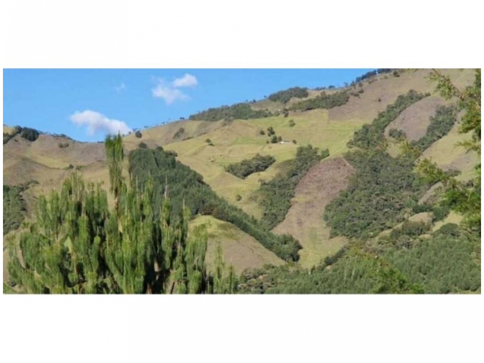 FINCA PARA PROYECTO MEDIANO IDEAL AGUACATES HASS - 4