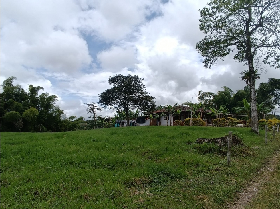 FINCA EN VENTA EN CIRCASIA - HOJAS ANCHAS — foto 3