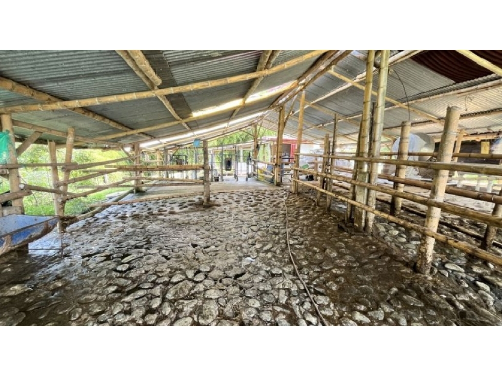 FINCA EN VENTA EN CIRCASIA - HOJAS ANCHAS — foto 5