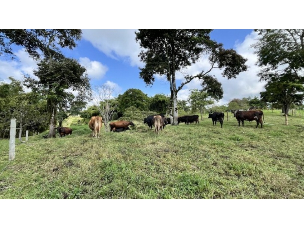 FINCA EN VENTA EN CIRCASIA - HOJAS ANCHAS — foto 4