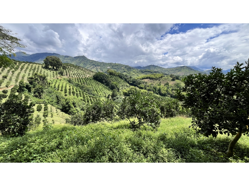 VENTA DE FINCA EN BUENAVISTA, QUINDÍO, COLOMBIA - 5