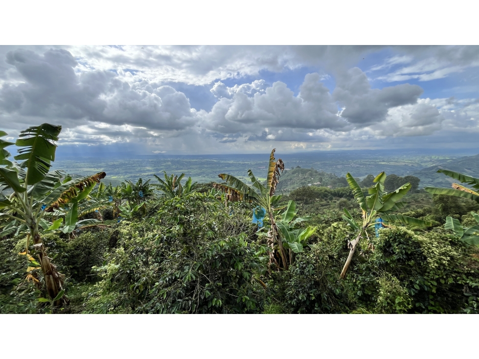 VENTA DE FINCA EN BUENAVISTA, QUINDÍO, COLOMBIA - 2