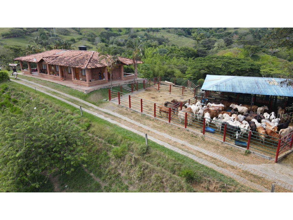 VENTA DE FINCA GANADERA EN OBANDO, VALLE, COLOMBIA - 3