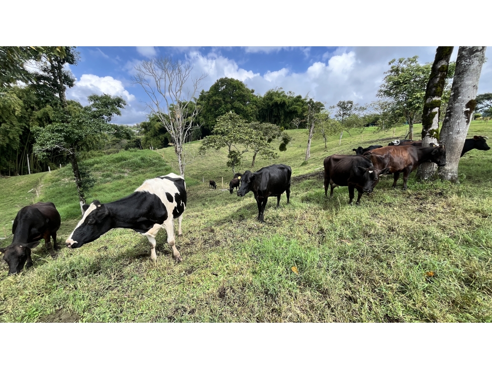 VENTA DE FINCA EN CIRCASIA, QUINDÍO, COLOMBIA — foto 5