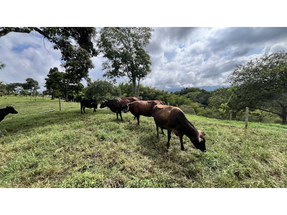 VENTA DE FINCA EN CIRCASIA, QUINDÍO, COLOMBIA — foto 6