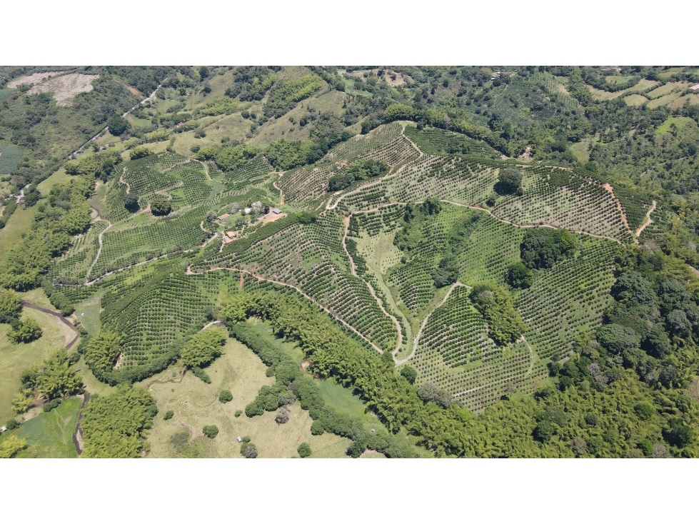 VENTA DE FINCA EN BUENAVISTA, QUINDÍO, COLOMBIA - 3