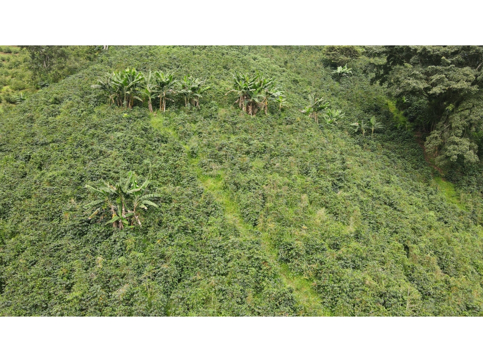 VENTA DE FINCA EN PIJAO, QUINDÍO, COLOMBIA - 5