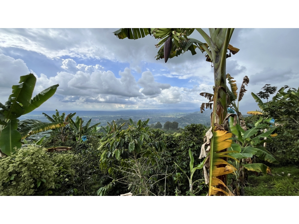 VENTA DE FINCA EN BUENAVISTA, QUINDÍO, COLOMBIA - 3