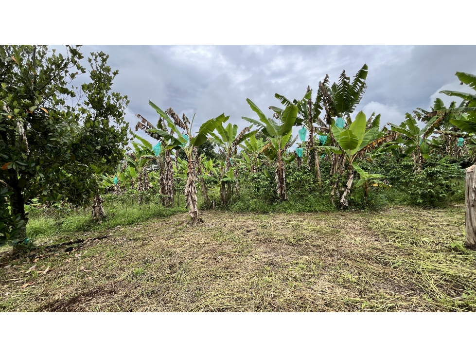 VENTA DE ESPECTACULARES LOTES EN ARMENIA, QUINDÍO, COLOMBIA — foto 4