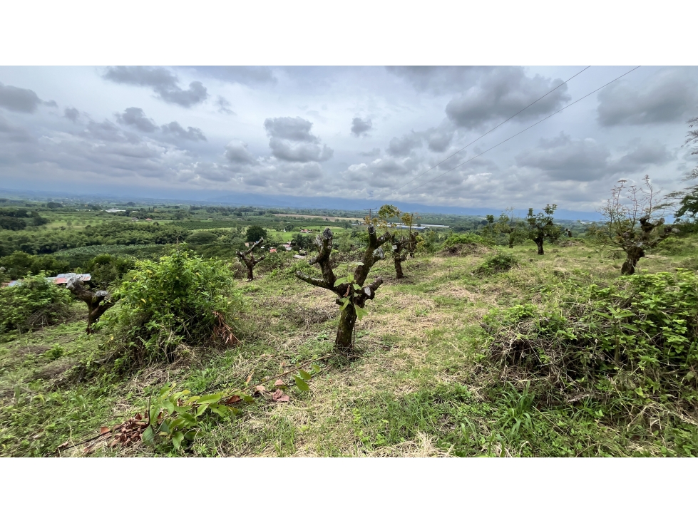 VENTA DE HERMOSO LOTE EN MONTENEGRO, QUINDÍO, COLOMBIA - 2