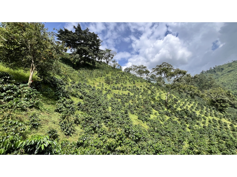 VENTA DE FINCA EN PIJAO, QUINDÍO, COLOMBIA - 6