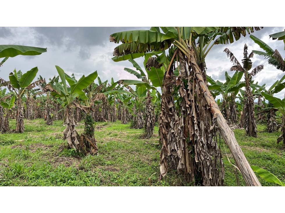 VENTA DE FINCA EN BUENAVISTA, QUINDÍO, COLOMBIA - 4