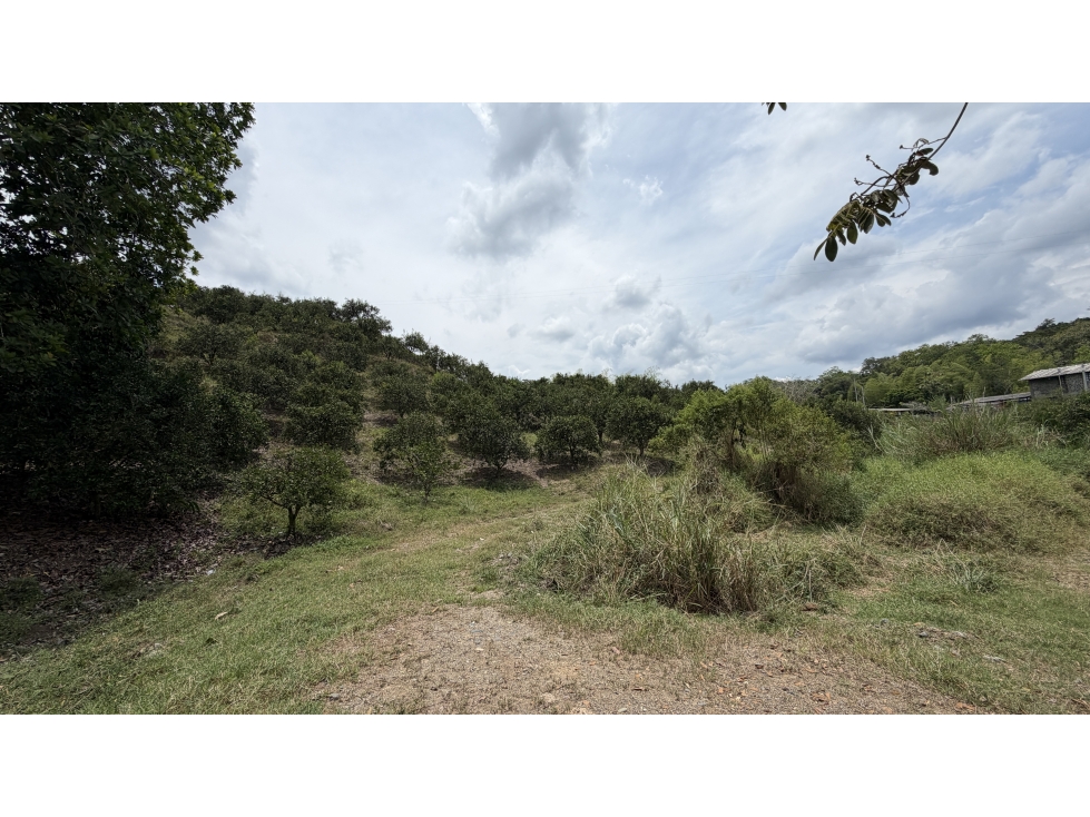 VENTA DE FINCA EN MONTENEGRO, QUINDÍO, COLOMBIA - 3