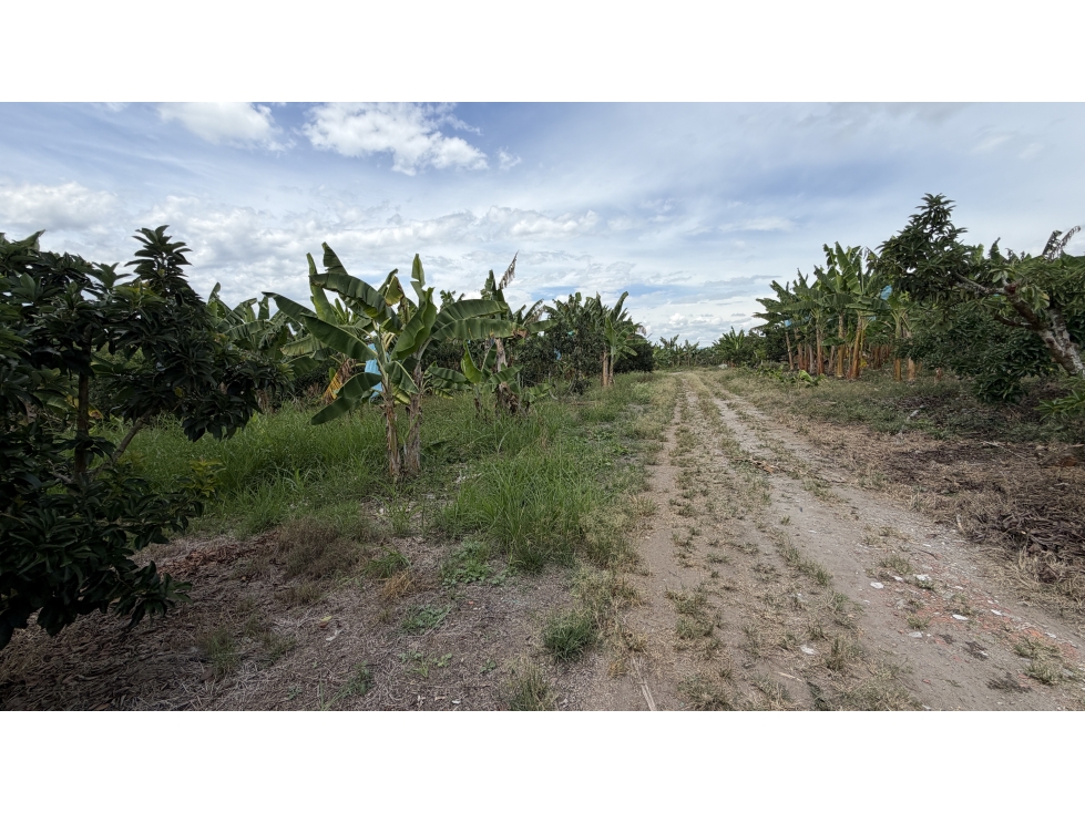 VENTA DE FINCA EN TEBAIDA, QUINDÍO, COLOMBIA - 3