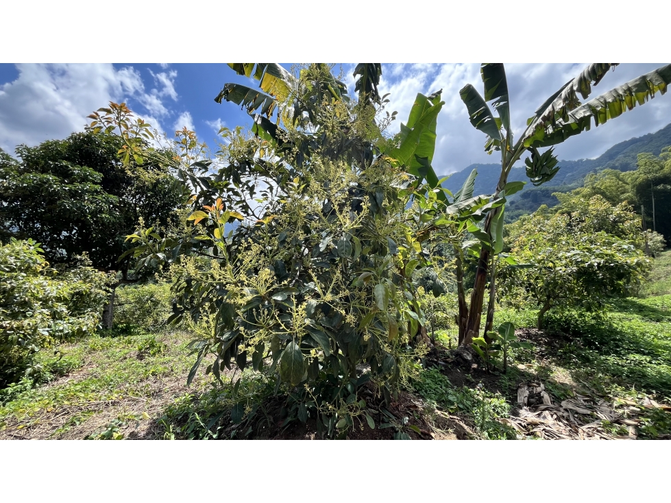 VENTA DE FINCA EN PIJAO, QUINDÍO, COLOMBIA - 6