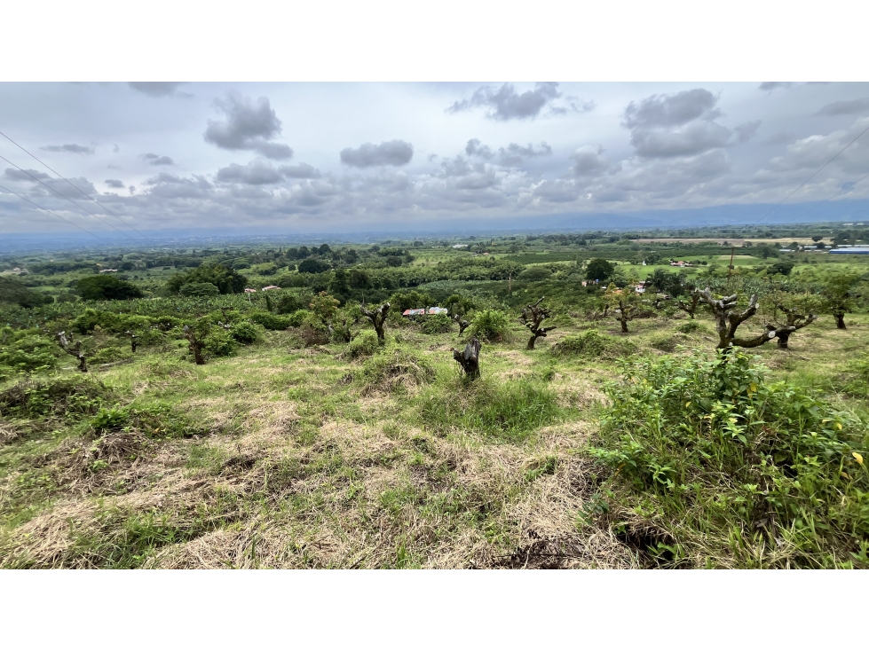 VENTA DE HERMOSO LOTE EN MONTENEGRO, QUINDÍO, COLOMBIA - 4