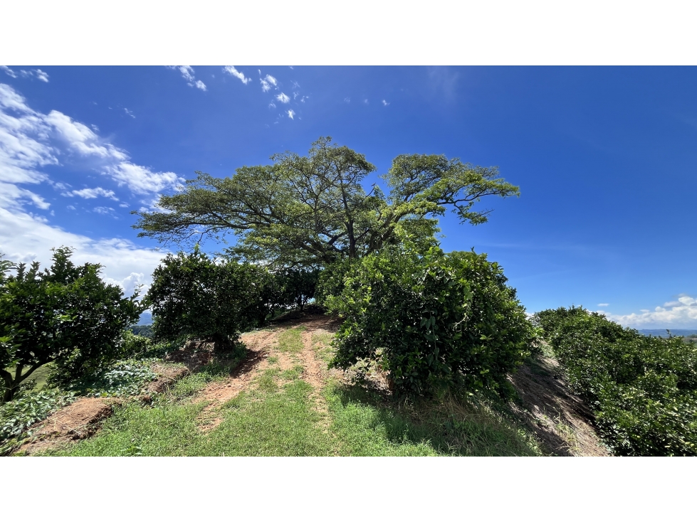 VENTA DE FINCA EN BUENAVISTA, QUINDÍO, COLOMBIA - 4