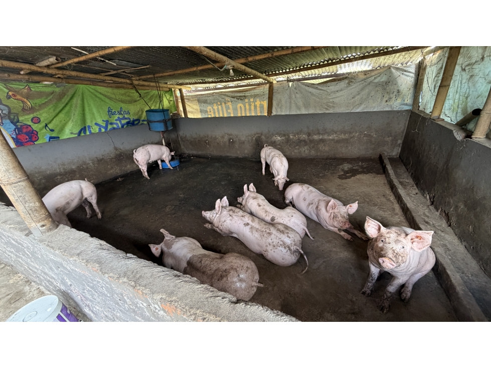 VENTA DE FINCA EN CIRCASIA, QUINDÍO, COLOMBIA — foto 4