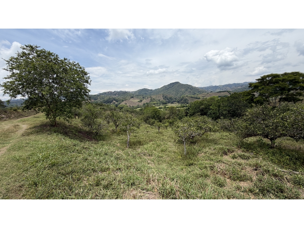 VENTA DE FINCA EN MONTENEGRO, QUINDÍO, COLOMBIA - 4