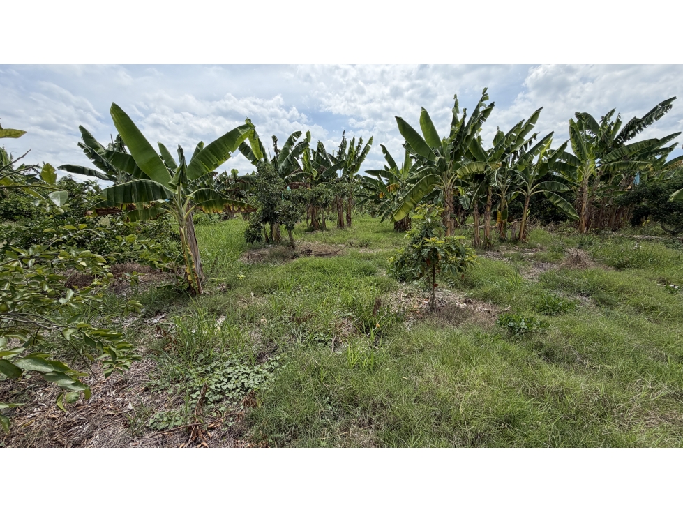 VENTA DE FINCA EN TEBAIDA, QUINDÍO, COLOMBIA - 4