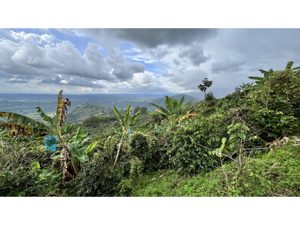 VENTA DE FINCA EN BUENAVISTA, QUINDÍO, COLOMBIA - 6