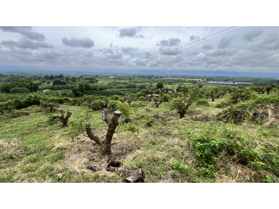 VENTA DE HERMOSO LOTE EN MONTENEGRO, QUINDÍO, COLOMBIA - 5