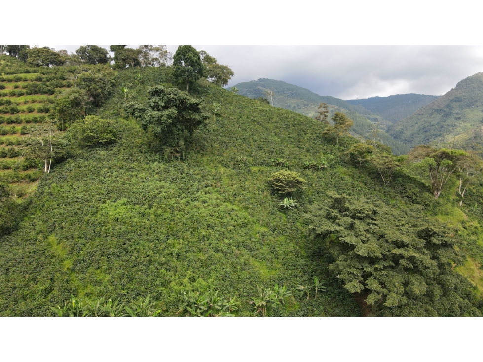 VENTA DE FINCA EN PIJAO, QUINDÍO, COLOMBIA - 3