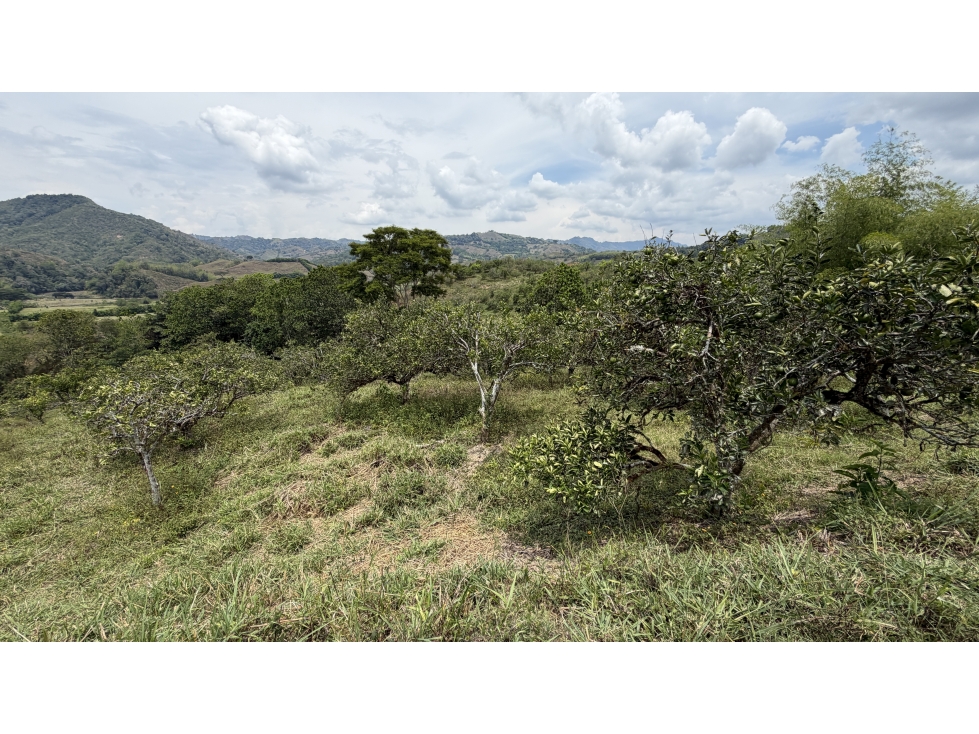 VENTA DE FINCA EN MONTENEGRO, QUINDÍO, COLOMBIA - 5