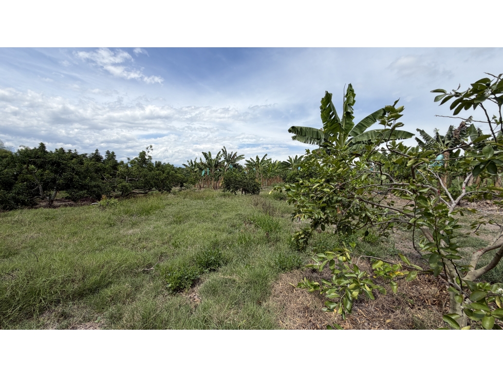 VENTA DE FINCA EN TEBAIDA, QUINDÍO, COLOMBIA - 5