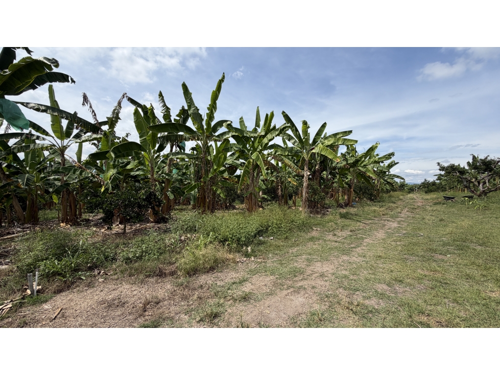 VENTA DE FINCA EN TEBAIDA, QUINDÍO, COLOMBIA - 6