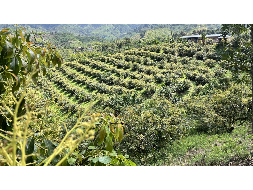 VENTA DE FINCA EN PIJAO, QUINDÍO, COLOMBIA - 5